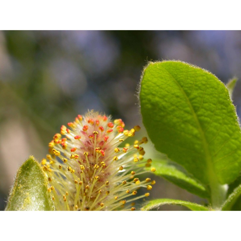 salix gussonei brullo et spamp.