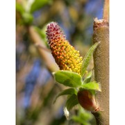 salix gussonei brullo et spamp.