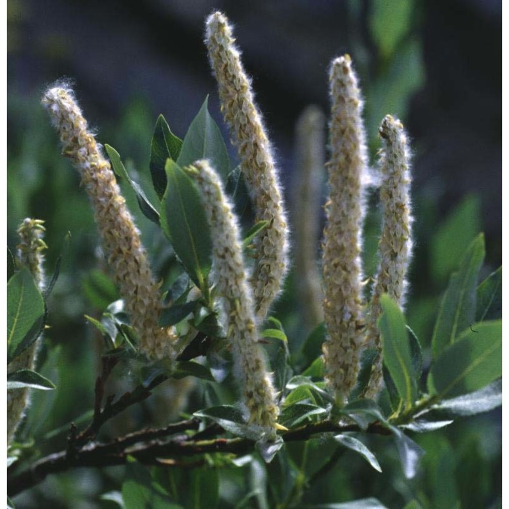 salix hastata l.