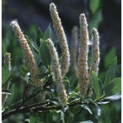 salix hastata l.