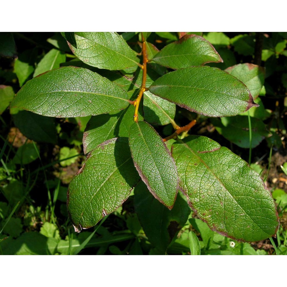 salix hegetschweileri heer