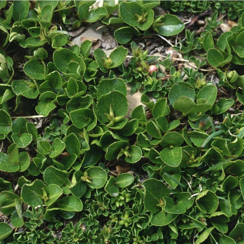 salix herbacea l.