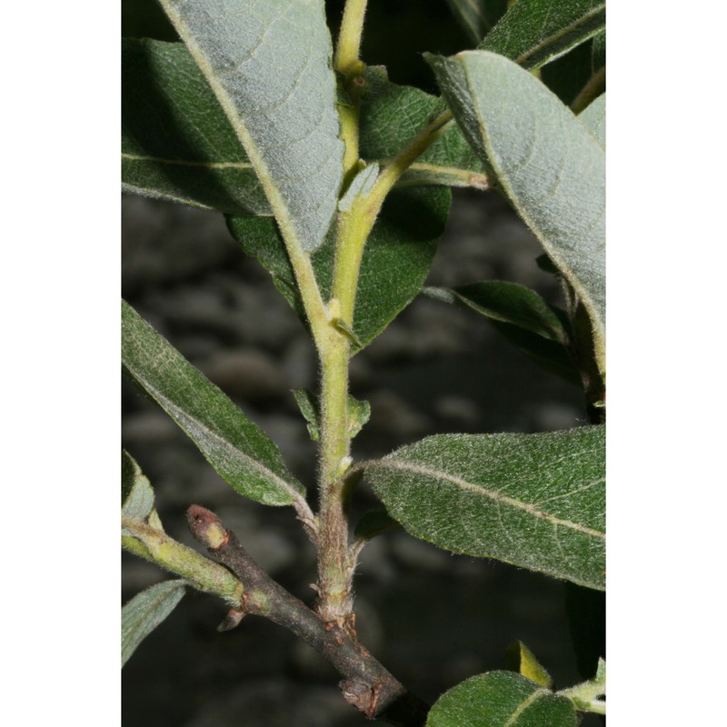 salix laggeri wimm.