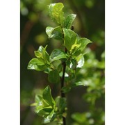 salix myrsinifolia salisb.