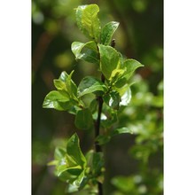 salix myrsinifolia salisb.