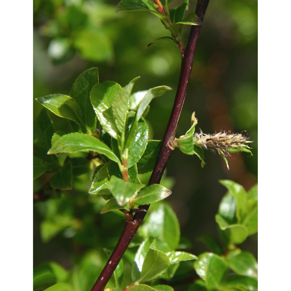 salix myrsinifolia salisb.