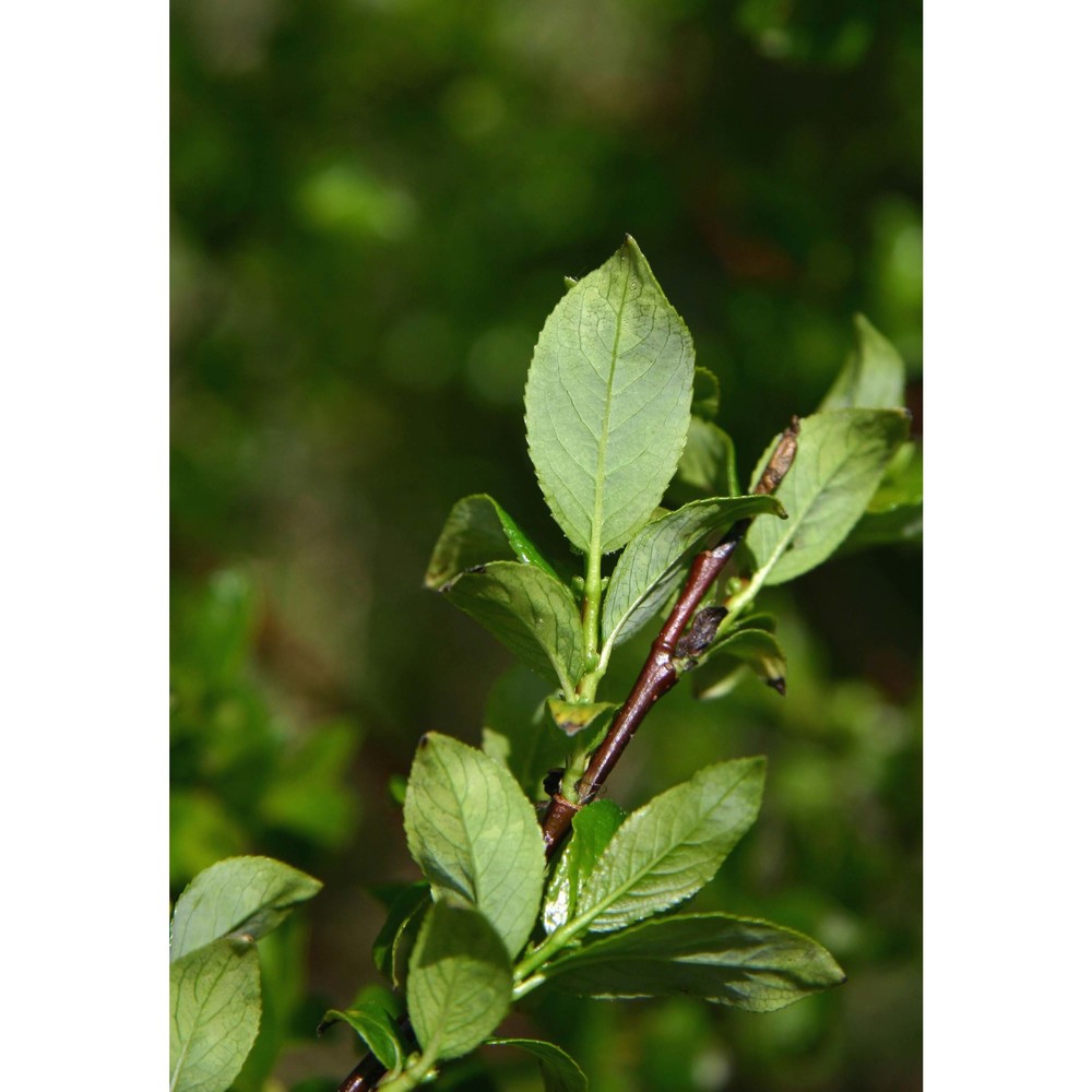 salix myrsinifolia salisb.