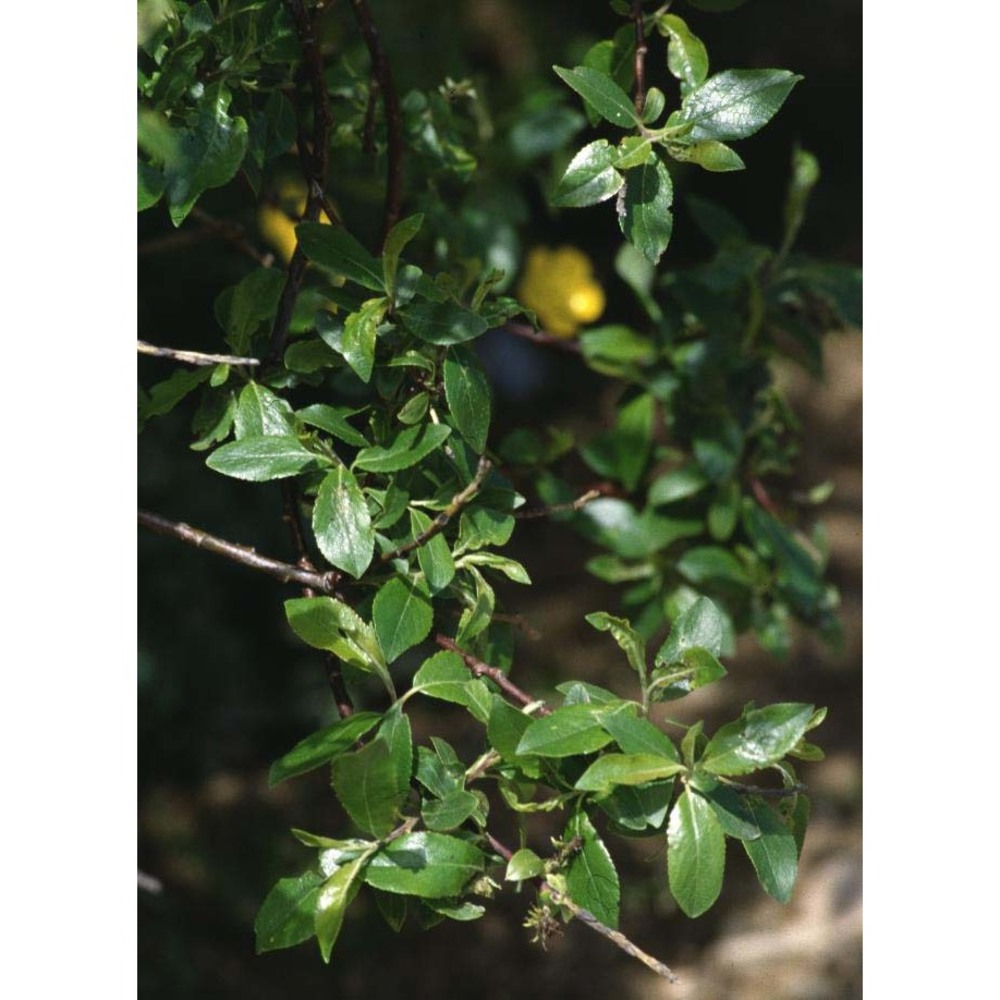 salix myrsinifolia salisb.