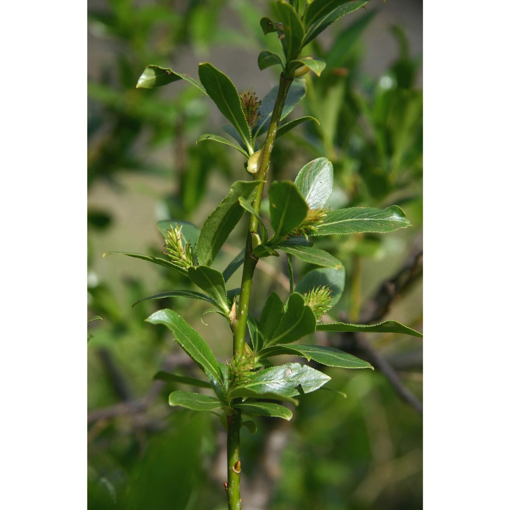 salix pentandra l.