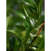 salix pentandra l.