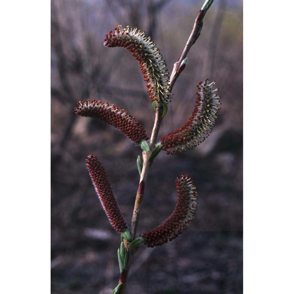 salix purpurea l.