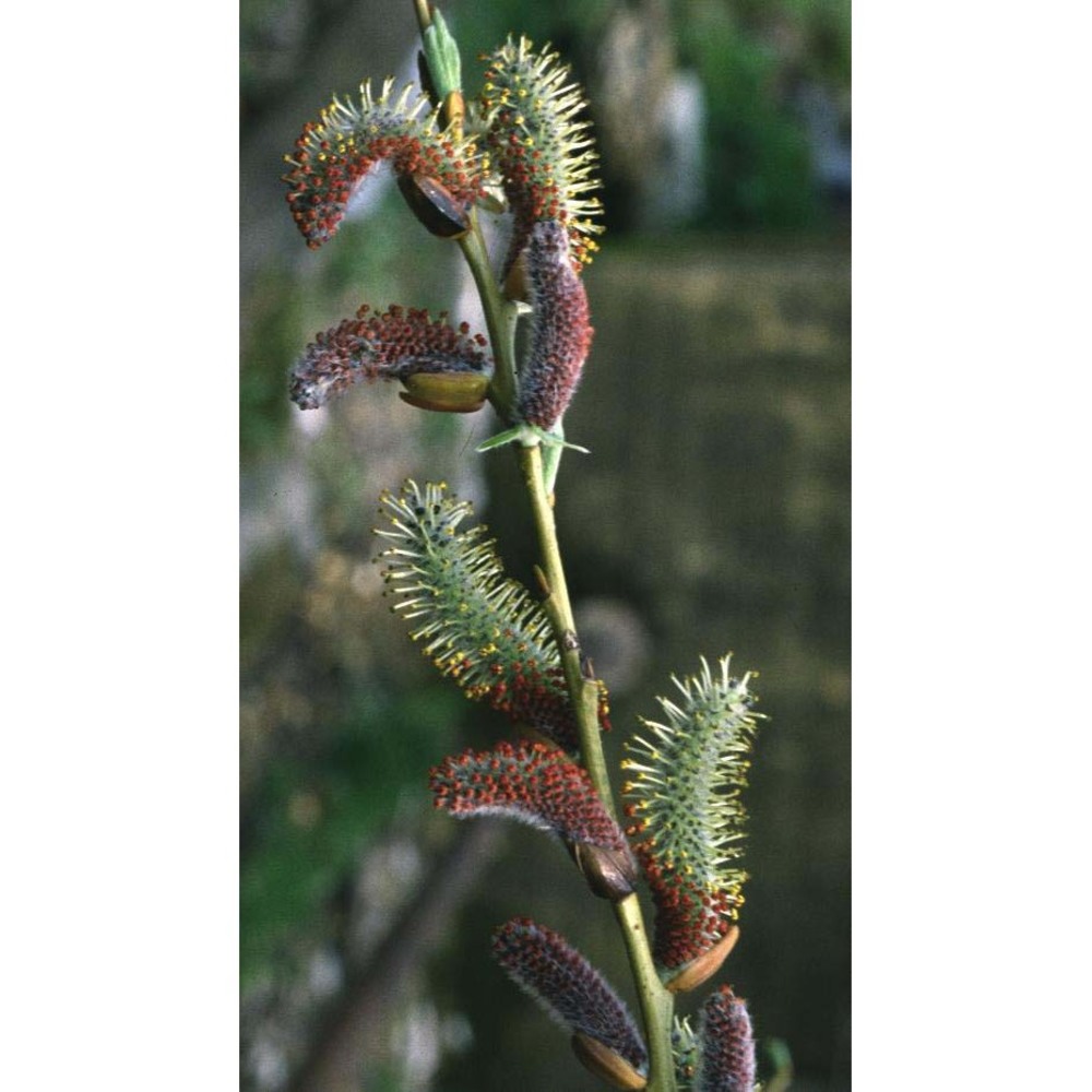 salix purpurea l.