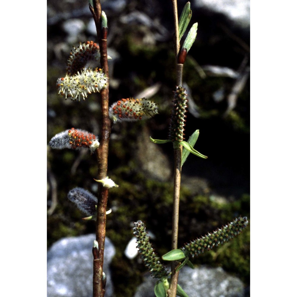 salix purpurea l.