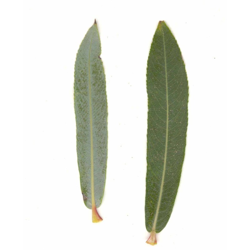 salix purpurea l.