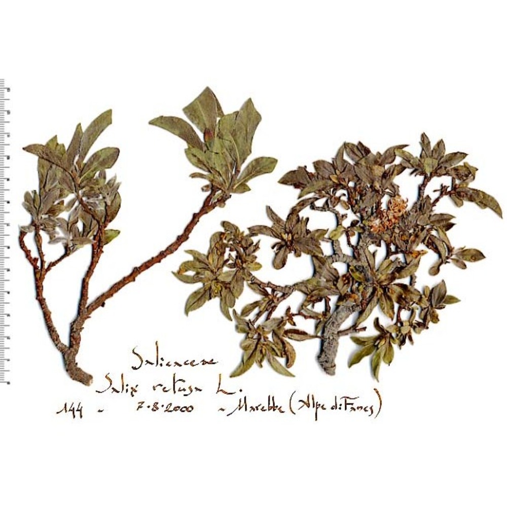 salix retusa l.