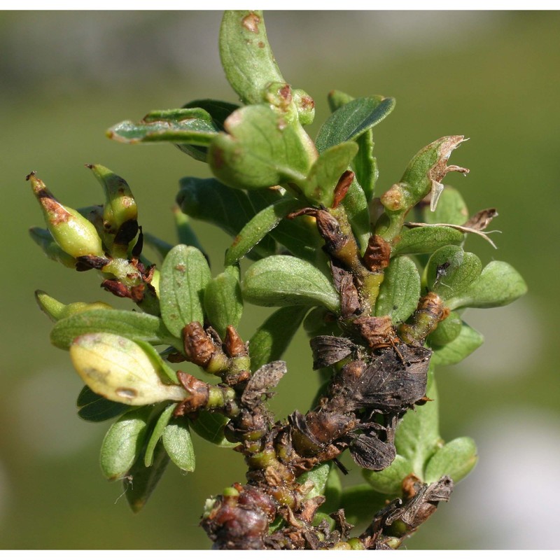 salix serpyllifolia scop.