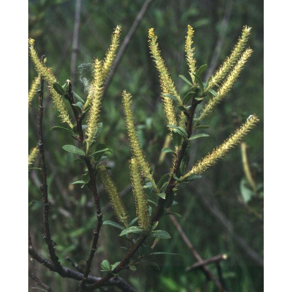 salix triandra l.