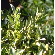 salix waldsteiniana willd.