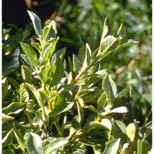 salix waldsteiniana willd.