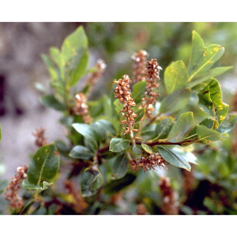 salix waldsteiniana willd.