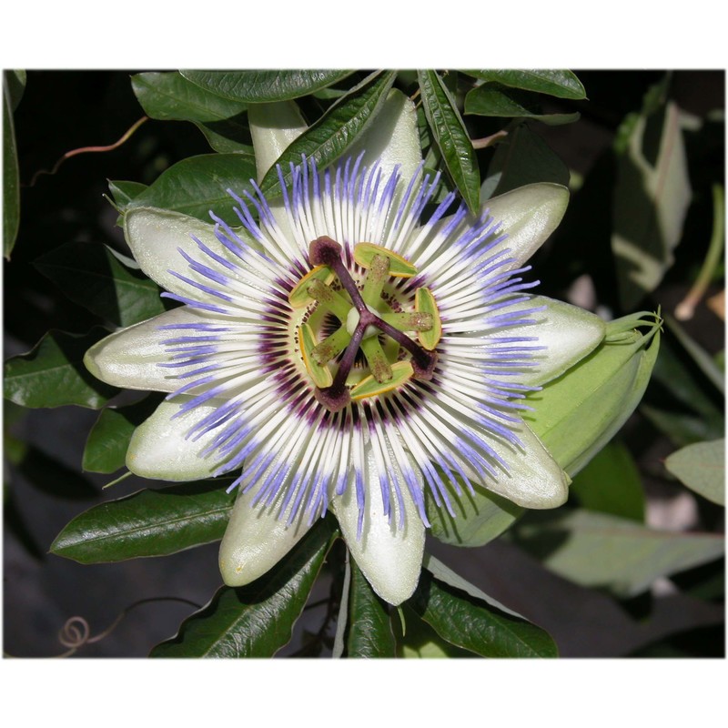 passiflora coerulea l.