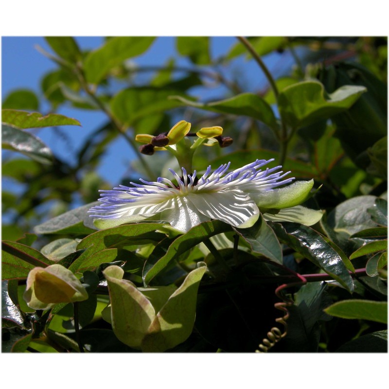 passiflora coerulea l.