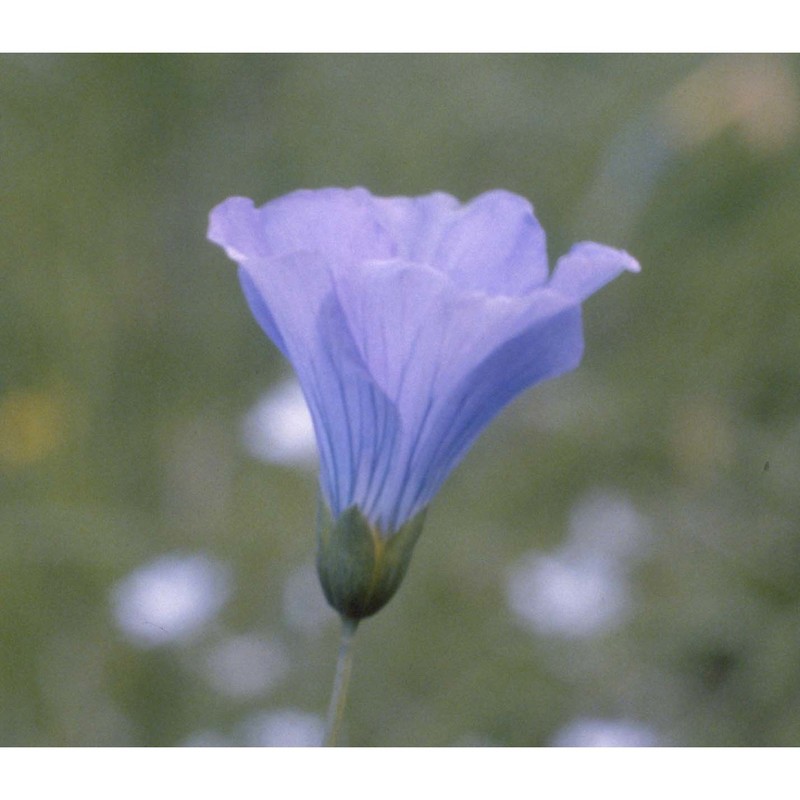 linum alpinum jacq.