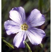 linum alpinum jacq.