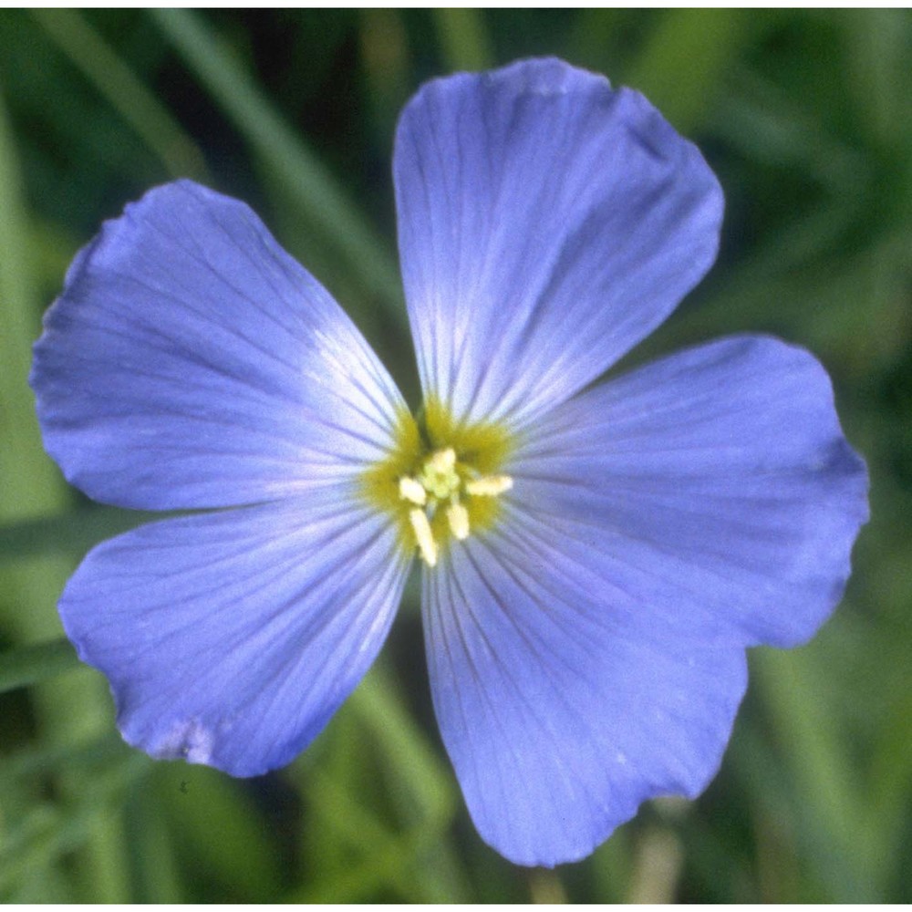 linum alpinum jacq.