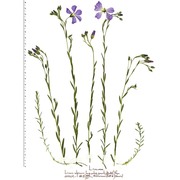 linum alpinum jacq.