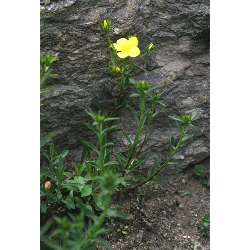 linum campanulatum l.