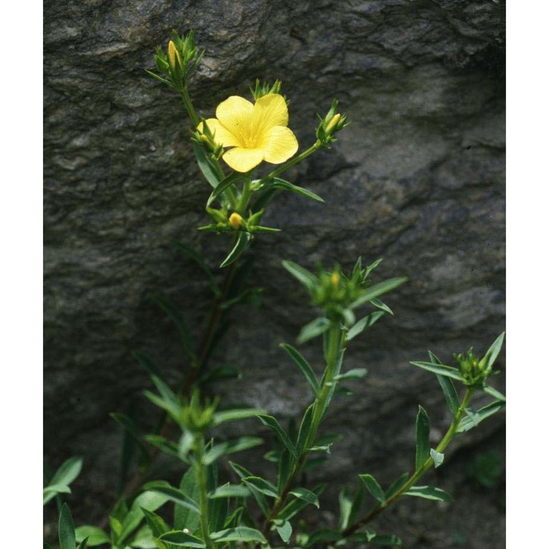 linum campanulatum l.