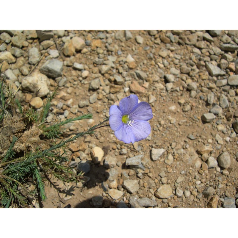 linum collinum guss.