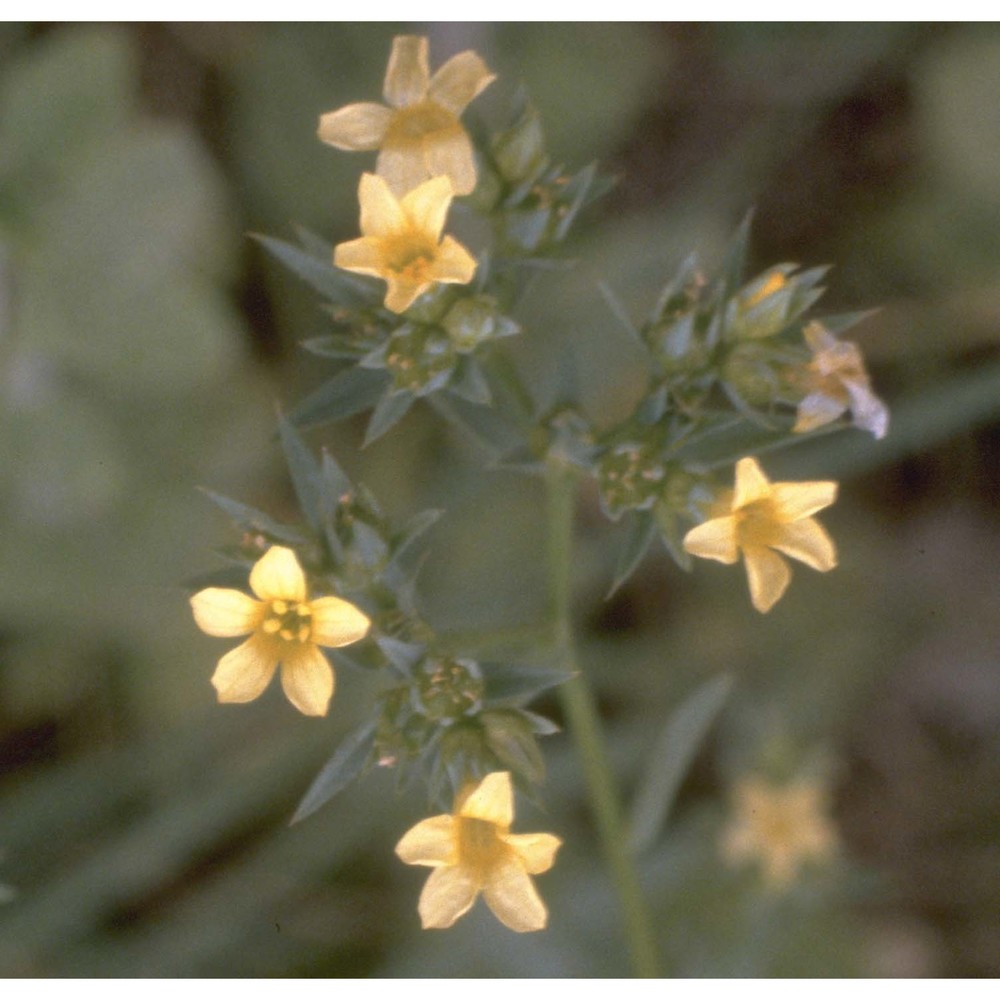 linum corymbulosum rchb.