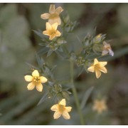 linum corymbulosum rchb.