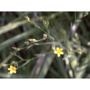 linum corymbulosum rchb.