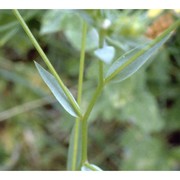 linum corymbulosum rchb.