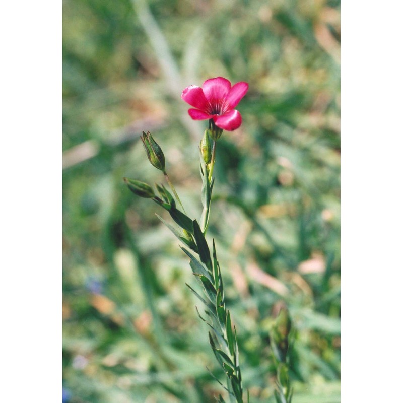 linum decumbens desf.