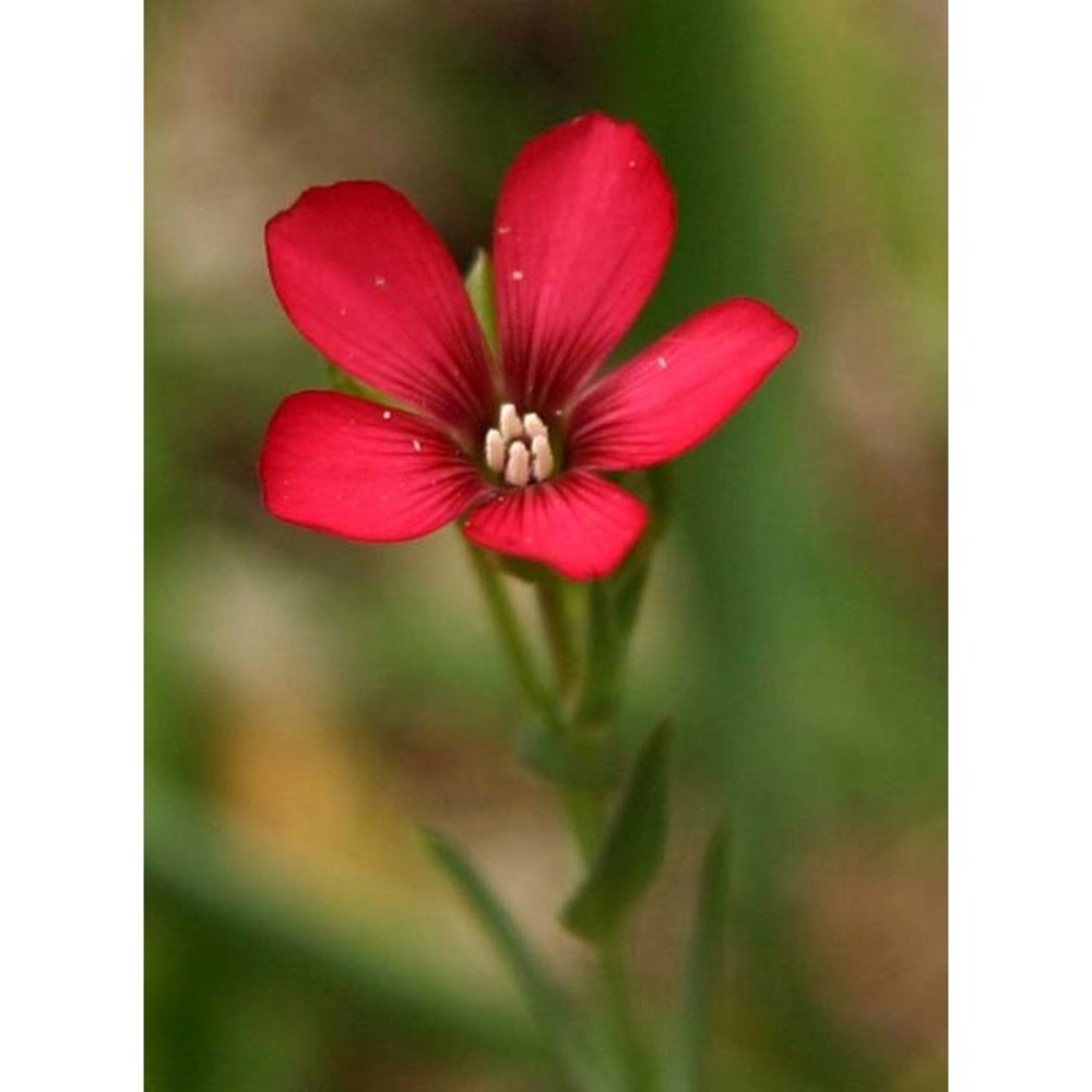 linum decumbens desf.