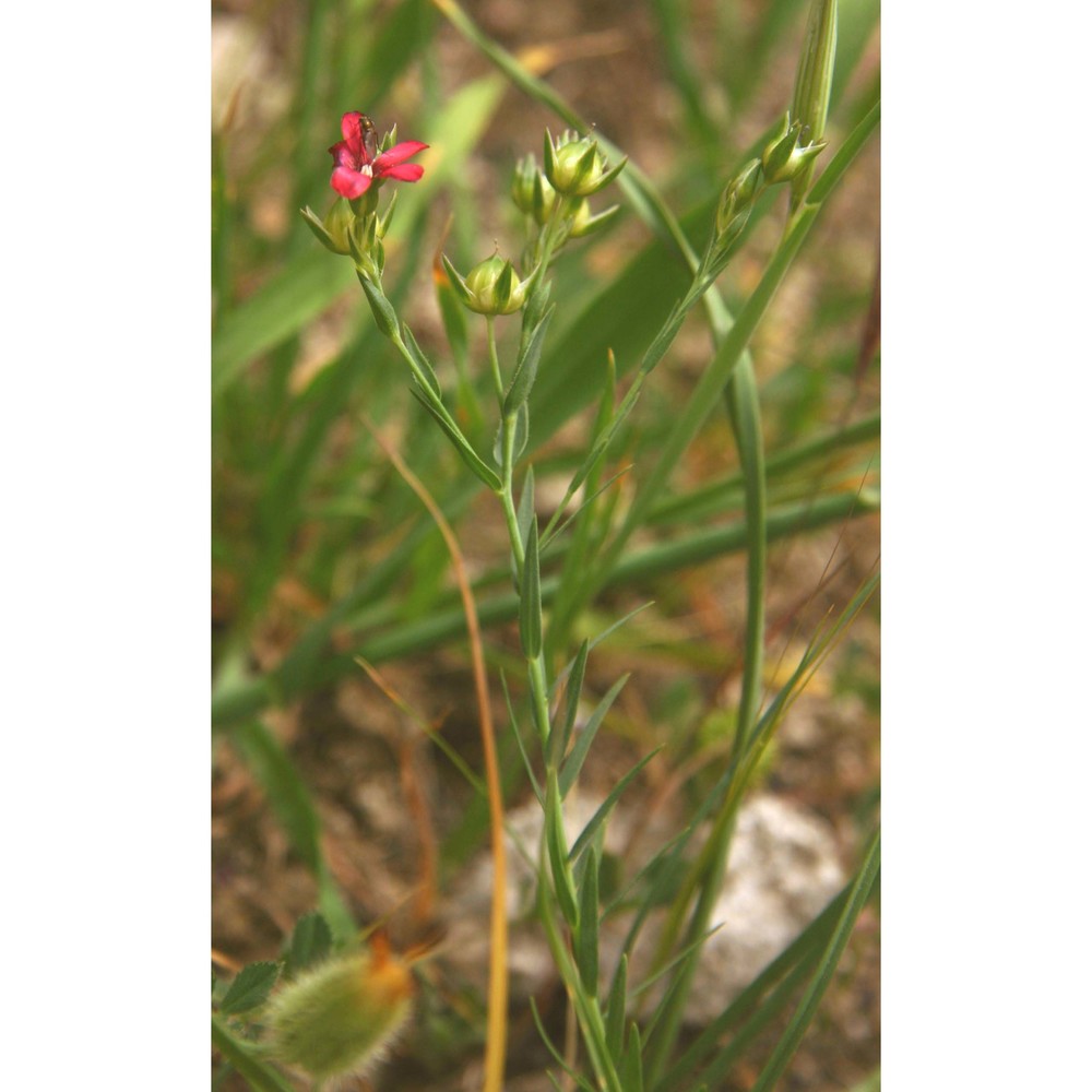 linum decumbens desf.