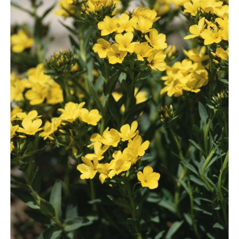 linum flavum l.