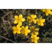 linum flavum l.