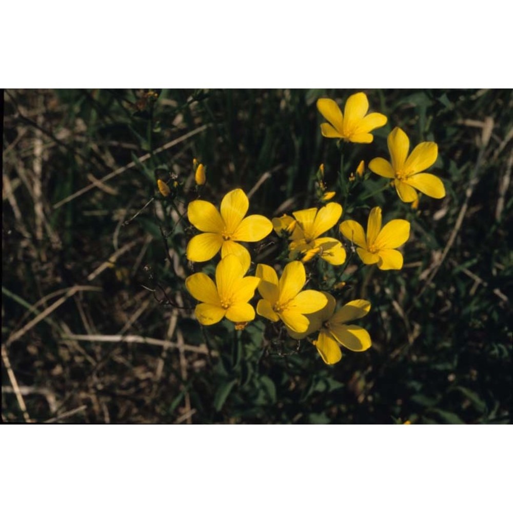 linum flavum l.