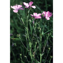 linum hirsutum l.