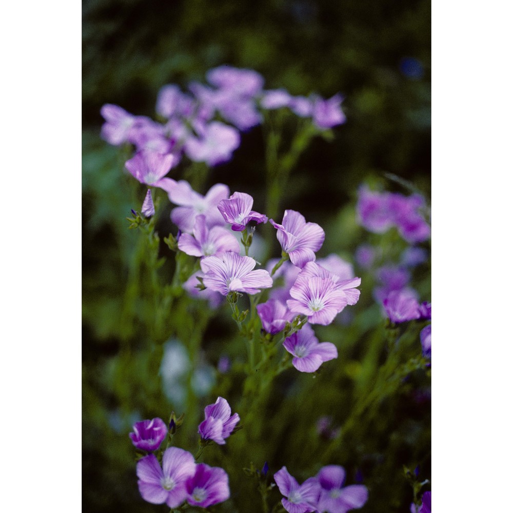 linum hirsutum l.