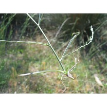 linum maritimum l.