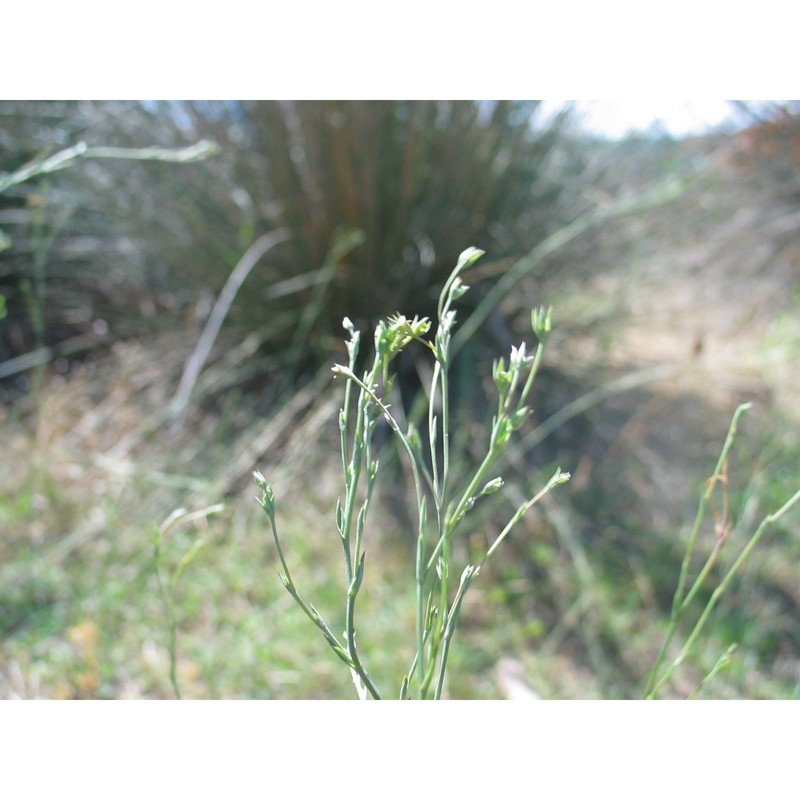 linum maritimum l.