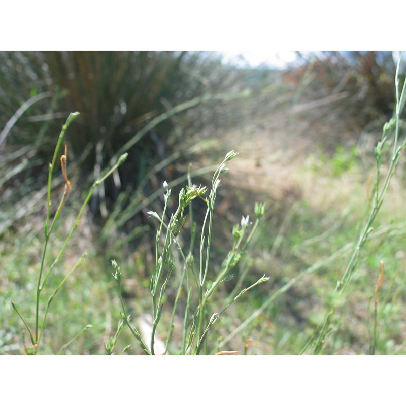 linum maritimum l.