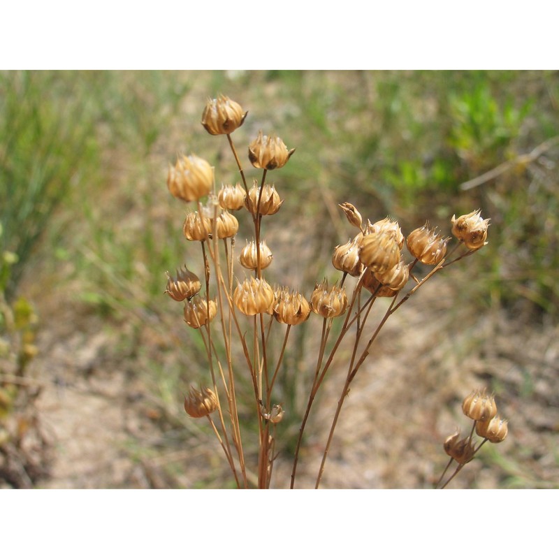 linum maritimum l.