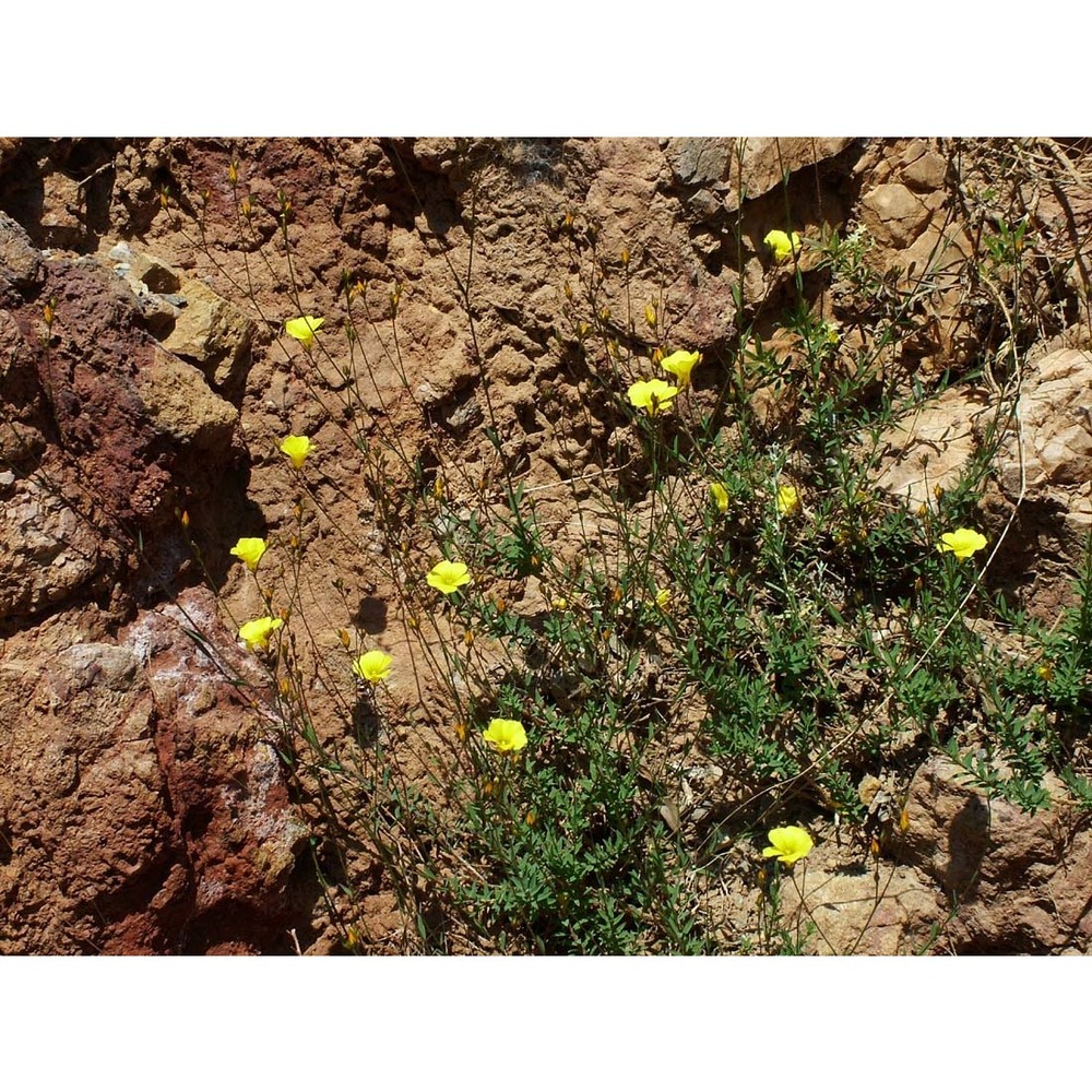 linum muelleri moris